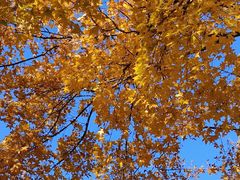 -北京西山国家森林公园