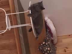 -MOYOYO猫咪咖啡店