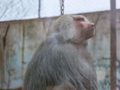 -青藏高原野生动物园