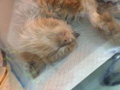 盛京一禾-盛京一禾