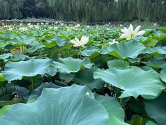 -莲花池公园
