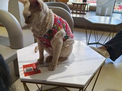 -藏猫猫咖啡主题馆(中央大道店)