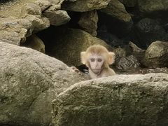 -姑婆山旅游区