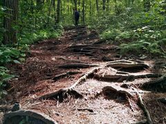 -铁山坪森林公园