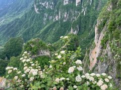 -王莽岭风景区