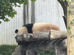 -卧龙中华大熊猫苑神树坪基地