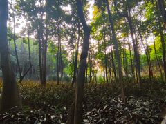 -云溪植物园