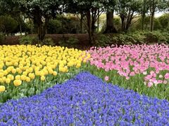 -上海鲜花港