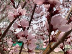 -元大都城垣遗址公园