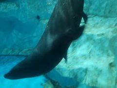 -芜湖新华联大白鲸海洋公园