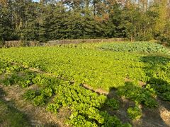 -前小桔亲子创意农场·草莓采摘·露营烧烤