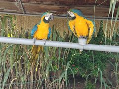 -西霞口神雕山野生动物世界