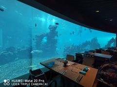 -海棠湾洲际-涛·海底餐厅·美人鱼·自助餐·海底隧道