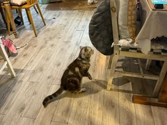-海边的猫和咖啡馆