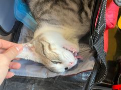 -爱侣·安琦尔宠物医院·中兽医针灸·心内科·狂犬免疫点(宝山区院)
