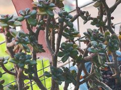 -中环花鸟鱼虫市场