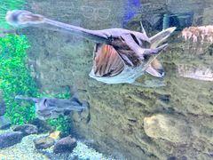 -迪拜水族馆及水下动物园