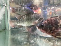 -虎门不夜天海鲜市场
