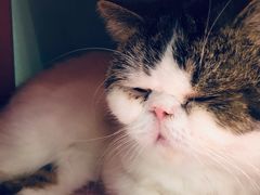 -猫小院猫主题餐厅(三里屯店)
