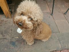 -半坡九号老挝冰咖啡