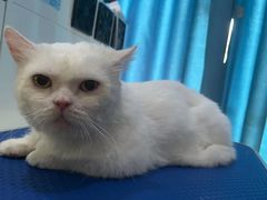 -福懋动物医院·犬猫全科·外科·重症科(杏林分院)