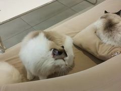 -怪兽屋·羊驼·猫咖·狗咖(俊华广场店)