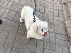 -瑞派福兴宠物医院犬猫全科·骨科·中西医结合(河东店)