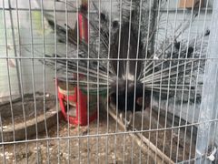 -阿鸟农庄(石壁店)