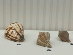 -青岛贝壳博物馆