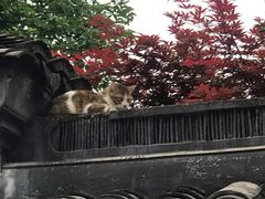 -杭州西湖风景名胜区-白苏二公祠