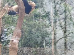 -都江堰中华大熊猫苑