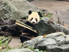 -都江堰中华大熊猫苑