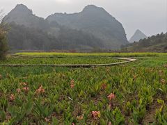 -靖西鹅泉风景区