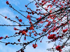 -桃花岛景观公园