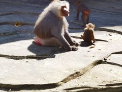 -贵州森林野生动物园