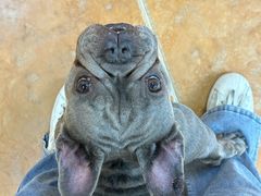 -柯斗斗主题餐厅·狗咖·围炉煮茶·茶饮(国瑞升平里店)