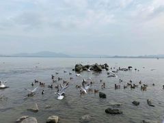 -深圳湾公园(南山区)