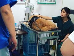 -艾吉宠物医院·疑难杂症转诊中心·猫友好(碧江路院)