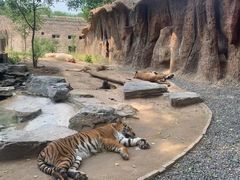 -北京野生动物园