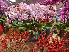 -双季花艺园艺市场(浦东店)