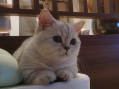 -momokira米努特·德文卷毛猫·棉花面纱犬