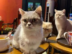 -猫色咖啡·猫咖
