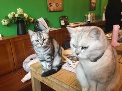 -李小姐の猫咖啡馆(五角场店)