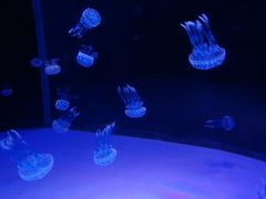 -左海海底世界