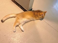 -藏猫猫咖啡主题馆(中央大道店)