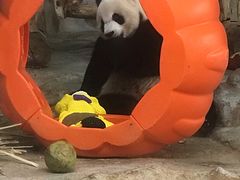 -海南热带野生动植物园