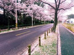 -汉拿树木园