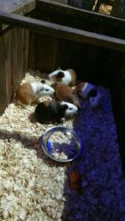 -酷嗒动物文化乐园(cutezoo西溪乐天城店)