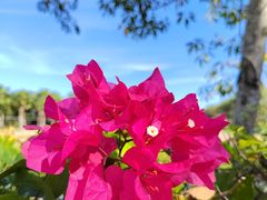 -亚龙湾国际玫瑰谷