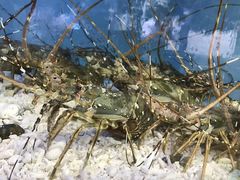 -宜宾海鲜酒家·三十年老字号